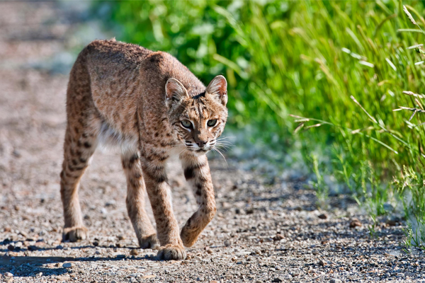 Bobcats