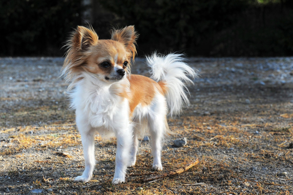 Chihuahua | Dog Park | Desert Dog | Hacienda RV Resort