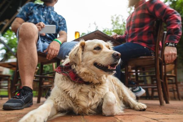 Dog Friendly Places in Las Cruces